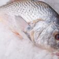 Frozen Croaker Fish