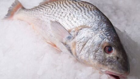 Frozen Croaker Fish
