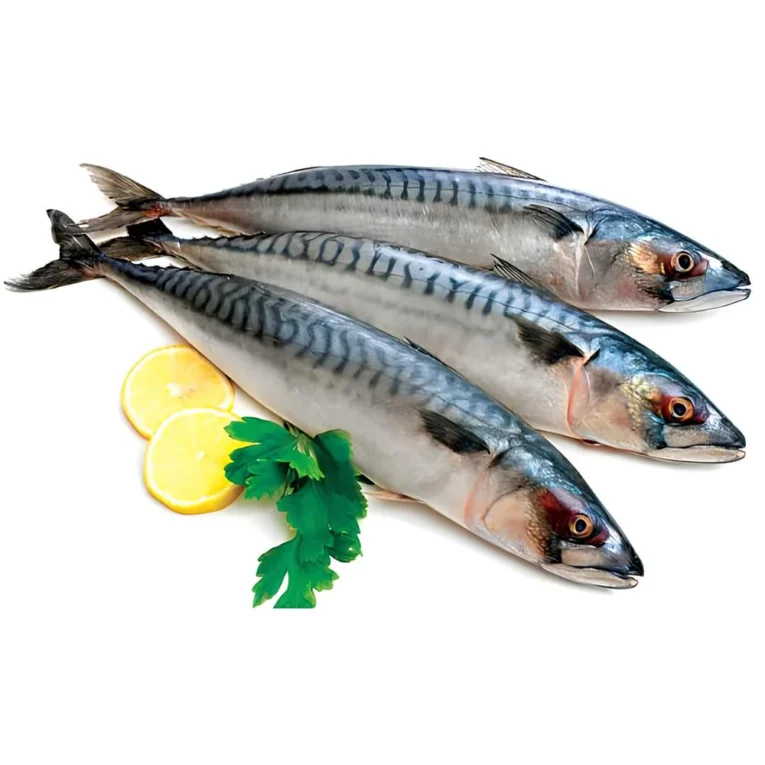 Mackerel-Fish-Titus
