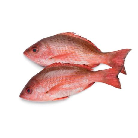 Frozen Red Bream Fish