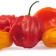 Scotch-Bonnet-Pepper__76532_1690614727_1280_1280