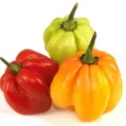 Scotch-Bonnet-Peppers_2__41547_1690614727_1280_1280