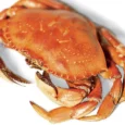 crab__90543_1697126471_1280_1280
