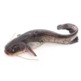 fresh-catfish-500x500__06527_1697128736_1280_1280