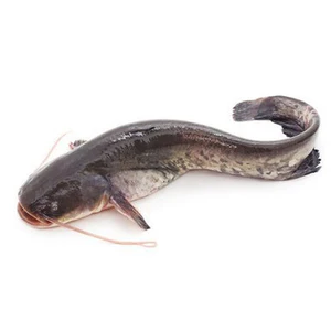 Frozen Catfish Bag 2.5kg