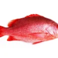 snapper-whole-min__64720_1697128885_1280_1280