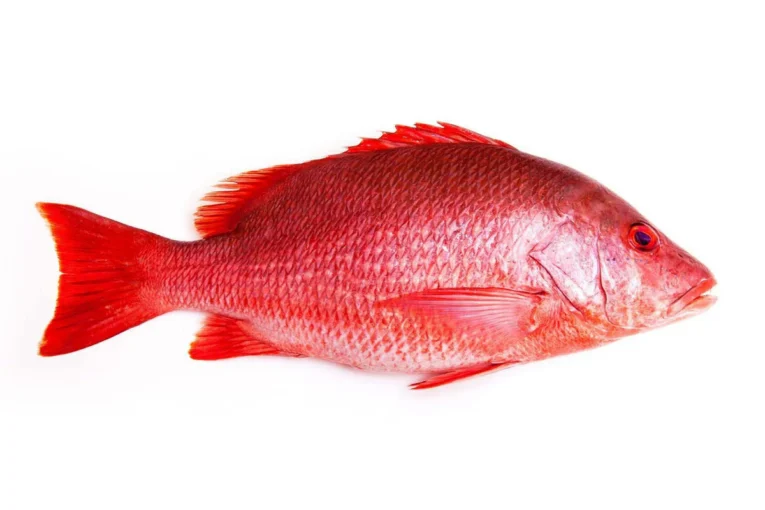 snapper-whole-min__64720_1697128885_1280_1280