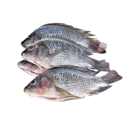 Frozen Tilapia