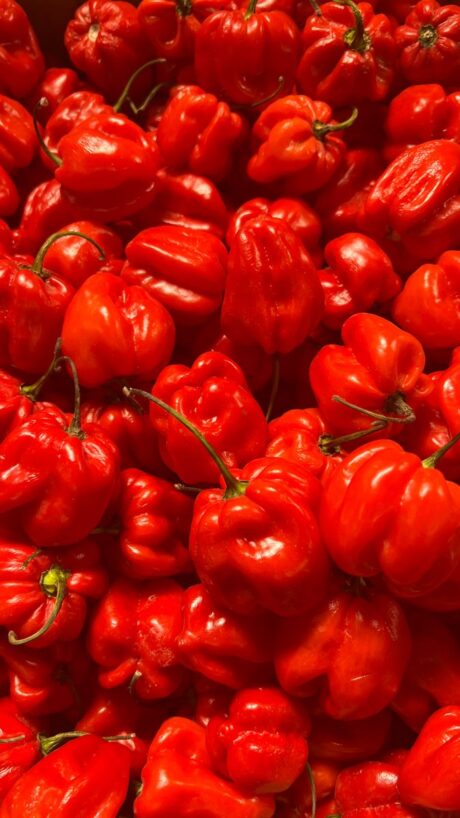 Fresh Red Hot Pepper