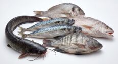 Frozen Fish